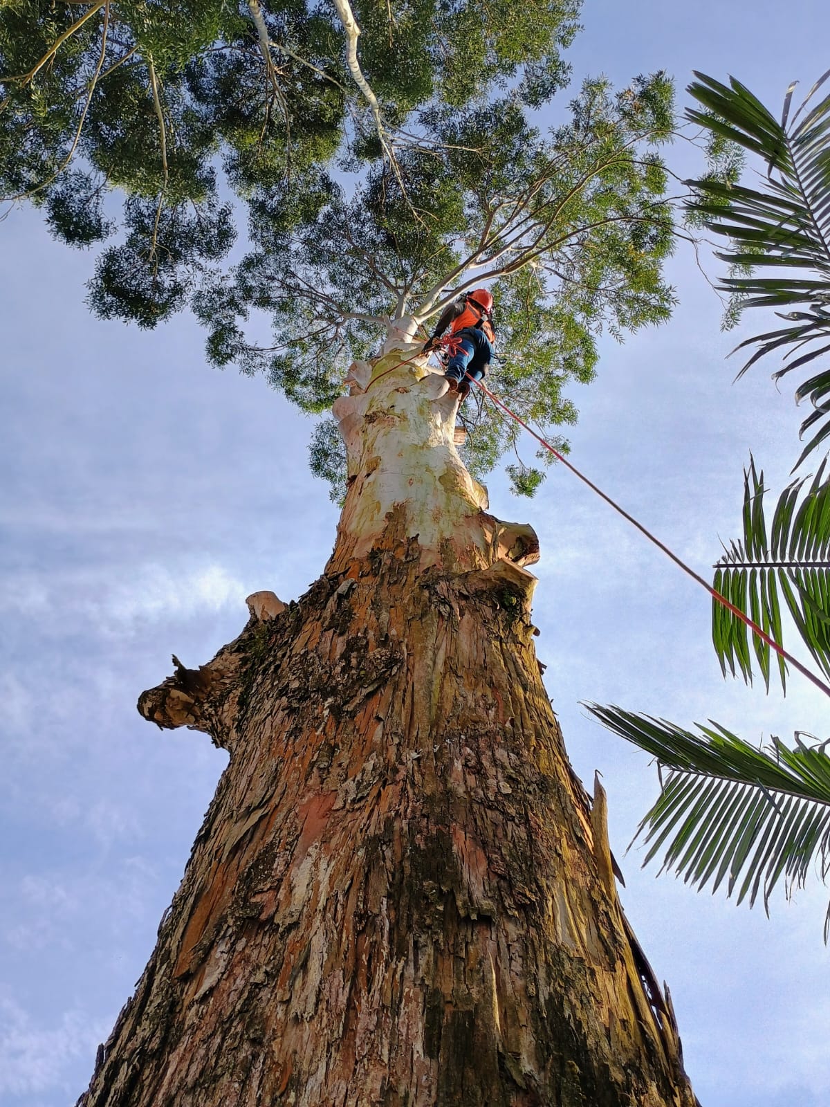 Arborista profissional escalando grande árvore para poda